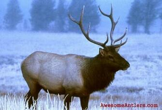 Monster Bull Elk Wallpaper Whitetail Deer And