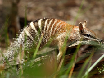 Feed A Numbat Wallpaper