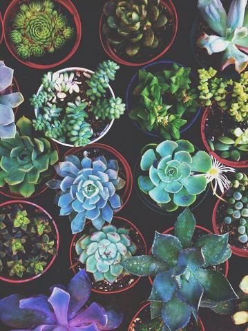Succulent Palette Justina Blakeney Plants Succulents
