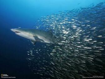Home National Geographic HD Wallpaper Most Famous