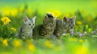 Kitty Cat Wallpaper