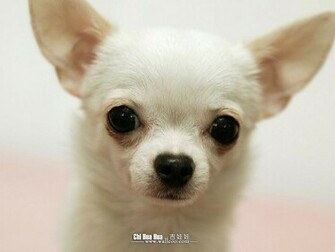 Chihuahua Puppies Wallpaper Kitty Puppy