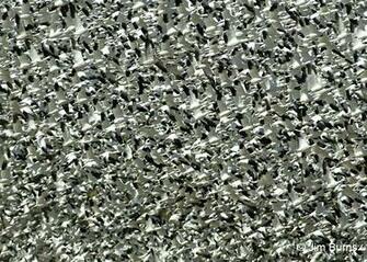 Snow Goose Wallpaper
