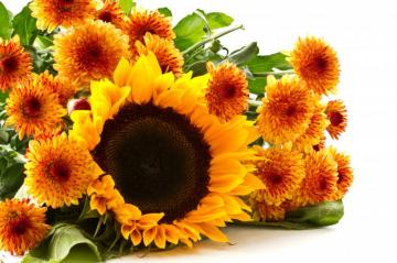 Sunflower 8k Ultra HD Wallpaper