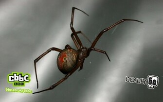 Deadly Redback Spider Wallpaper