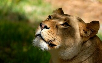 Lioness Wallpaper HD