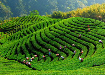 Tea Garden Wallpaper