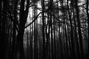 Creepy Forest Dark Wallpaper