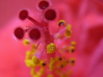 Pink Flower Desktop Pc And Mac Wallpaper