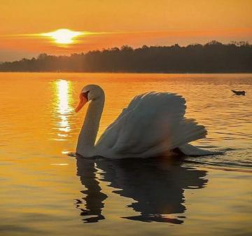 A Petree On Wings Sunset Wallpaper Pictures