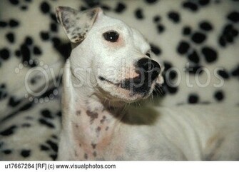 Dalmatian Dog Dogs Pet Pets Puppy Spot Spots Spotted White Young