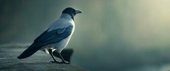 Birds Desktop And Mobile Wallpaper Wallippo