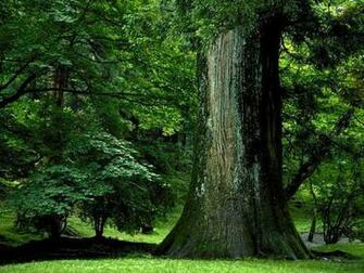 Huge Tree Trunk Wallpaper