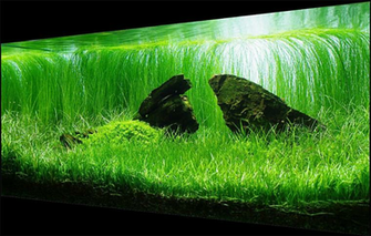 Lemonie Lala On Aquarium With Image Nature