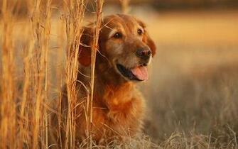 Golden Retriever In The Field Picture