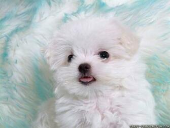 Cute Dog Puppy And Flower Animals Wallpaper