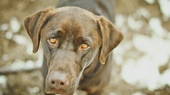Chocolate Lab Wallpaper