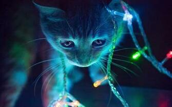Christmas Lights Cat Wallpaper Stock Photos