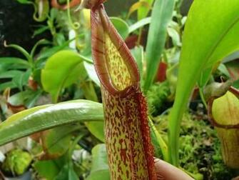 Best Nepenthes Wallpaper
