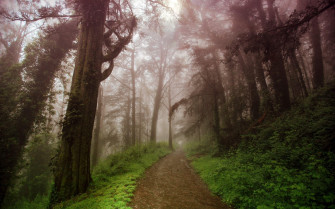 Foggy Forest Background Wallpaper