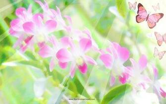 Butterfly And Flower