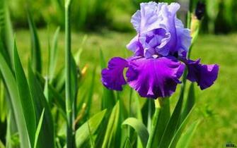 Wallpaper Iris Flower X Widescreen Desktop