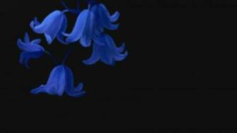 Fwallpaper Net Pics Nature Flowers Blue Jpg