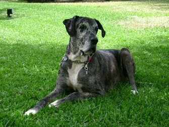 Great Dane1 Dane Dog Breed Puppies Wallpaper Desktop
