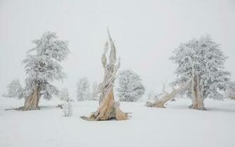 Coming Down From Treeline Editorial Pique Newsmagazine