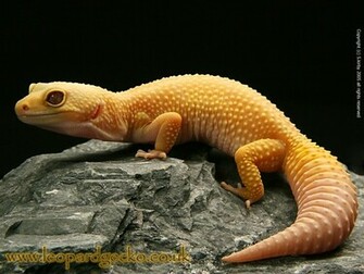 Leopard Gecko Wallpaper Computer Leopardgecko Co Uk