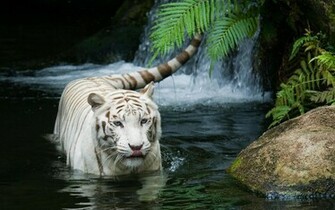 White Tiger Beautiful Wallpaper HD