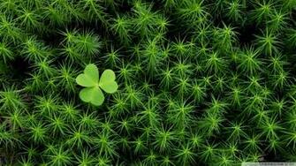 Shamrock And Irish Moss Wallpaper