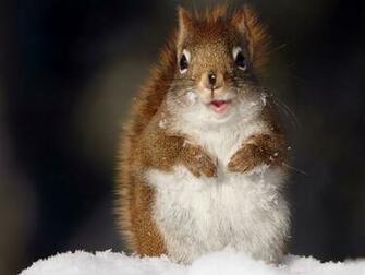 Funny Squirrel Desktop Wallpaper