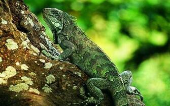 Lizard Wallpaper