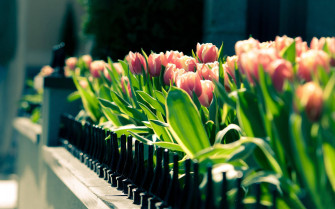 Most Beautiful Spring Wallpaper