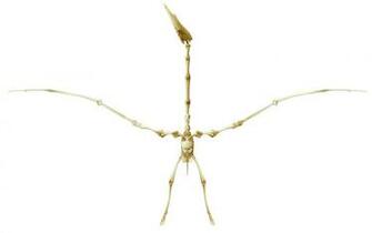 Illustration Of A Pterodactyl Skeleton On White Background