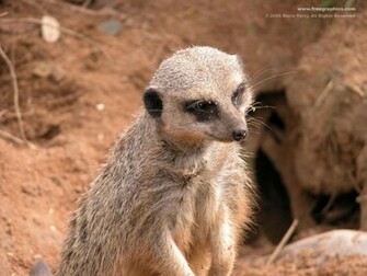 Meerkat Wallpaper Desktop