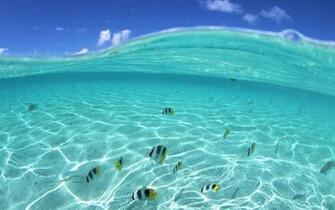 Underwater Fish In Hawaii Wallpaper HD