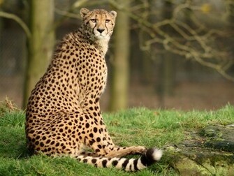 Cheetah HD Wallpaper Pictures Image Background Photos