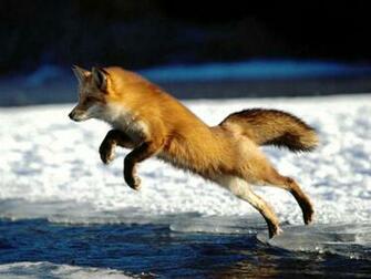 Red Foxes Image Fox HD Wallpaper And Background