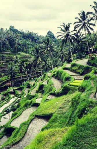 Amazing Rice Fields In Ubud Indonesia Wallpaper Bali