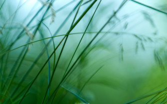 Green Leaves Wallpaper