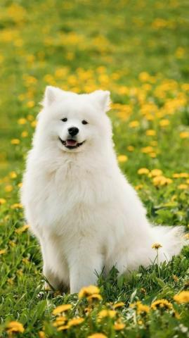 Samoyed Dogs Dogsamoyed Petlove Lovepet Dog