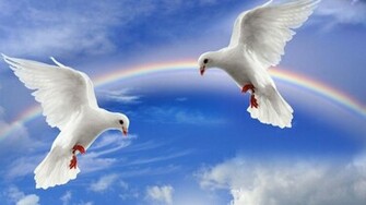 Wallpaper Natural Beauty White Pigeon Fr