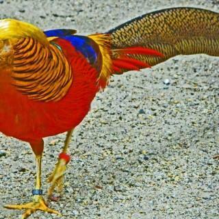 Golden Pheasant Bird Colorful Gold Wallpaper