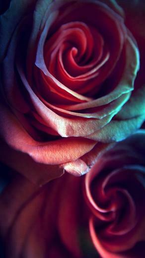 Rose Live Hintergrund Android Apps Und Tests Androidpit