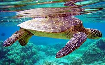 Touch Sea Turtle Live Wallpaper For Android Htc First New