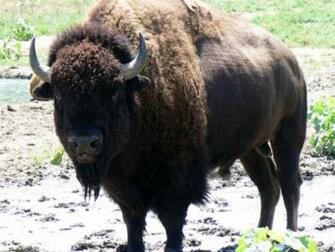 Bison