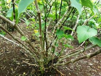Kava Boom News Dailypost Vu