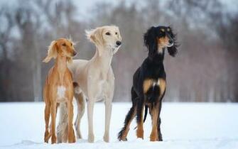 Pin Snowdogs Picture Humor Thread V4 Ingen Post Uten Bilde Forum On